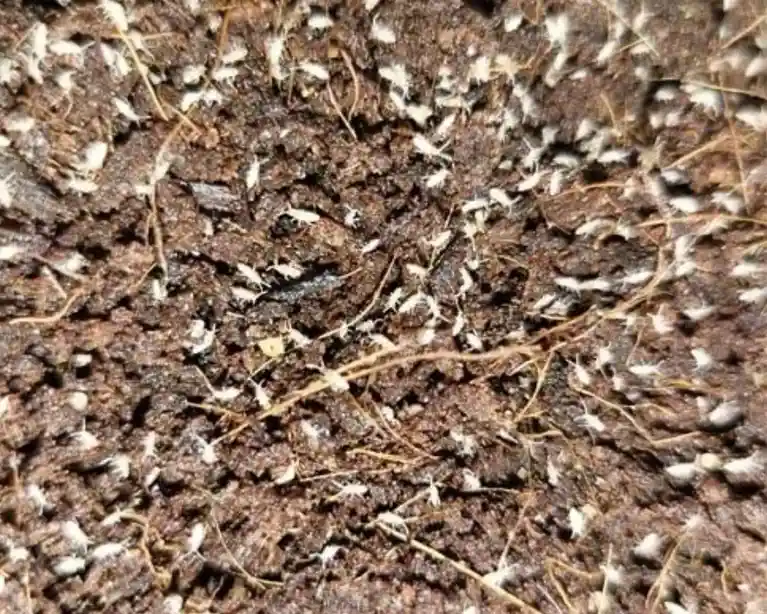 A close-up image shows a large number of tiny white insects, likely springtails or similar soil-dwelling arthropods…