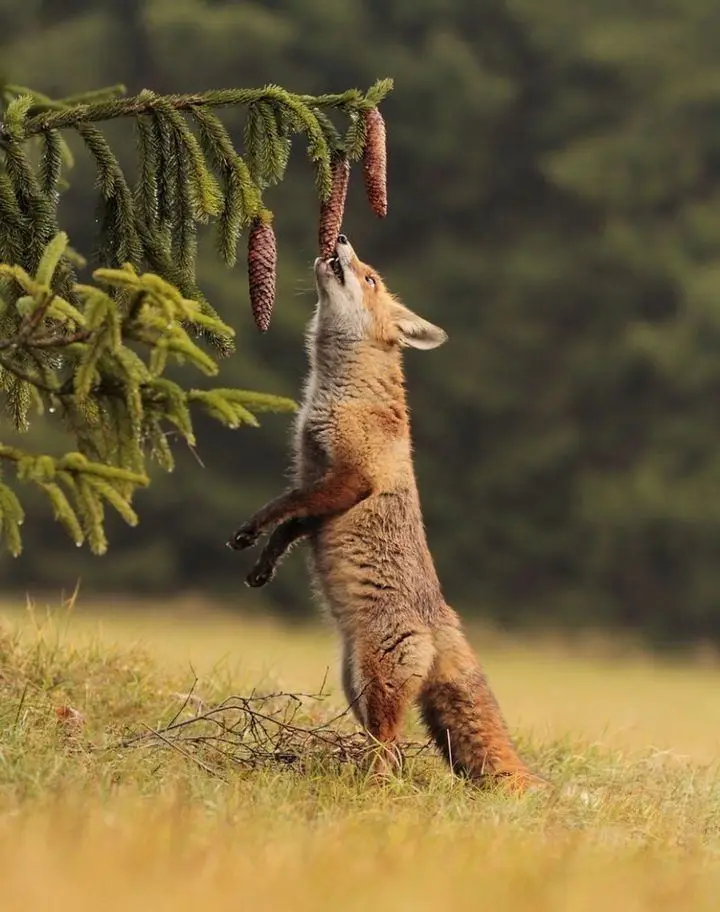 Pinecones: Nature's Surprisingly Tasty Treat!