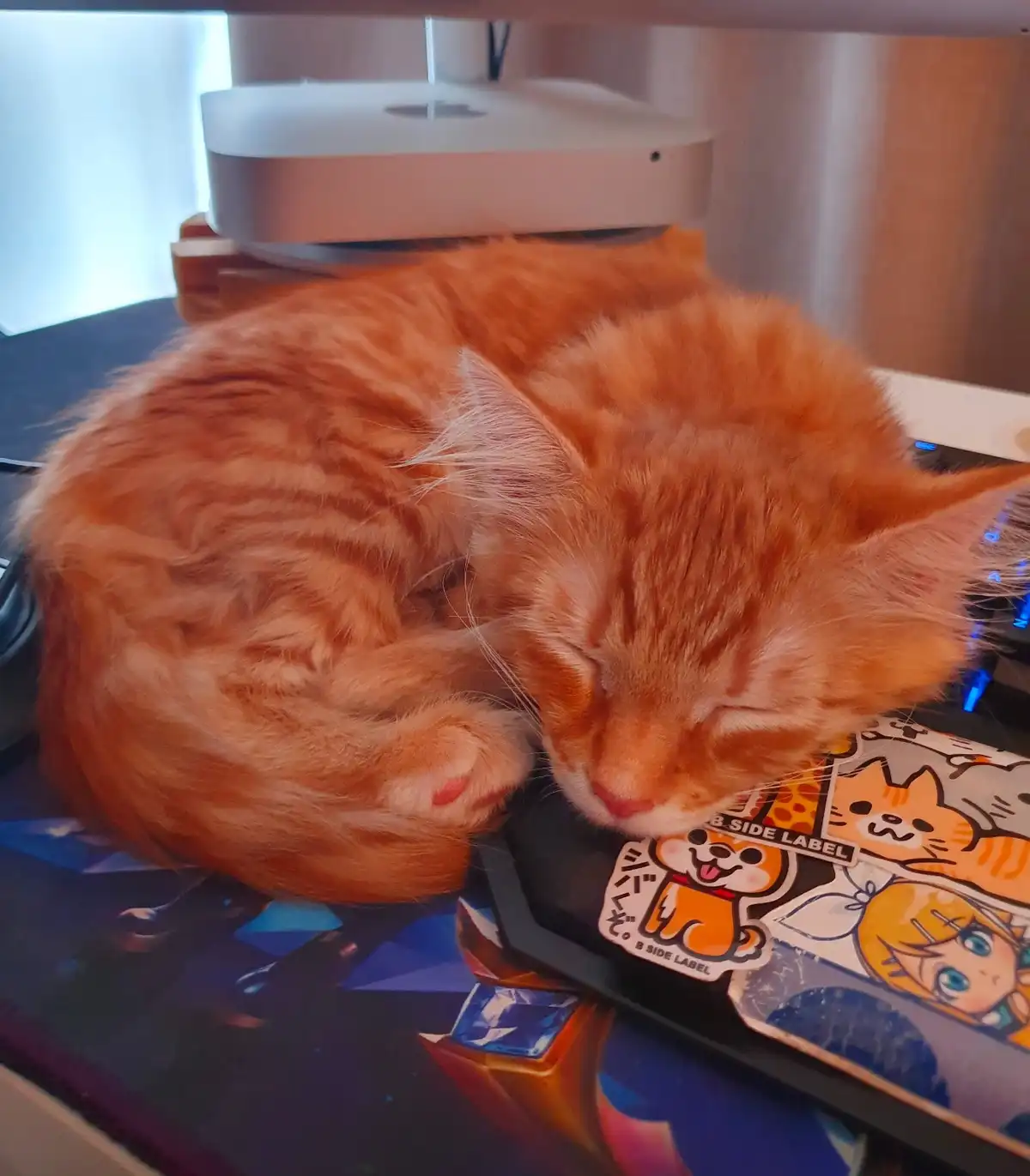 An orange tabby cat is curled up and sleeping soundly on a colorful mousepad with anime and cartoon stickers, positioned on…