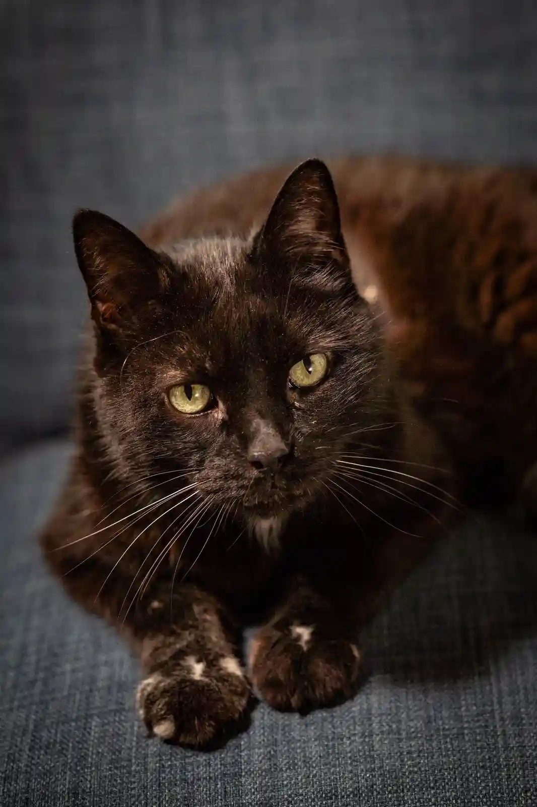 A close-up photograph of a black cat with green eyes and white markings on its paws, lying on a blue fabric surface. The cat…