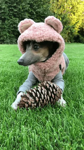 A dog wearing a pink, fluffy bear costume with ears and a hood is lying on green grass, holding a large pinecone in front of…