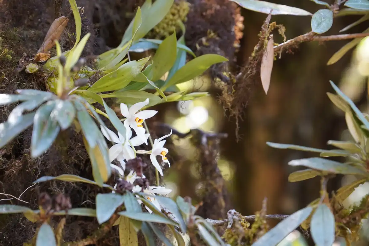 Stunning Orchid in Bloom