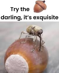 A close-up photo shows a small, brownish weevil insect perched on top of a round, brownish-baked good, possibly a bread roll…