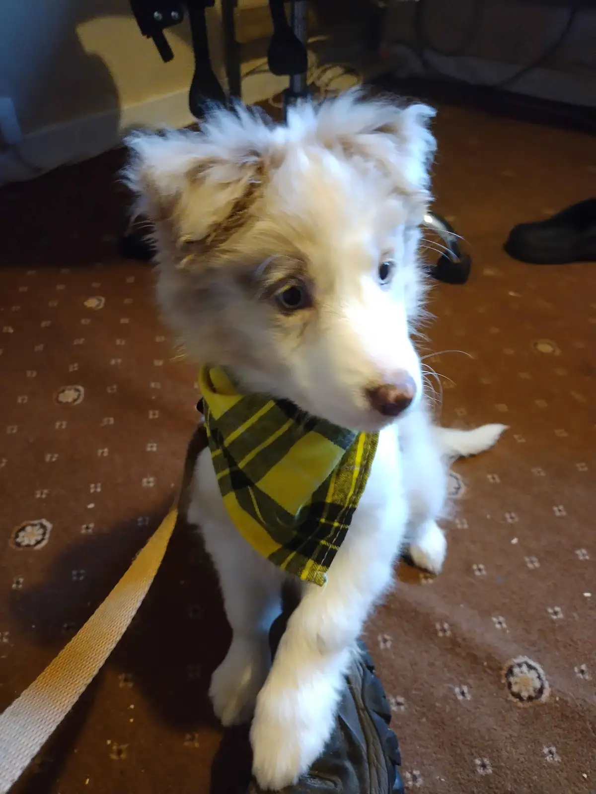 A fluffy white and tan puppy with blue eyes sits on a patterned brown carpet, wearing a yellow and green plaid bandana and…