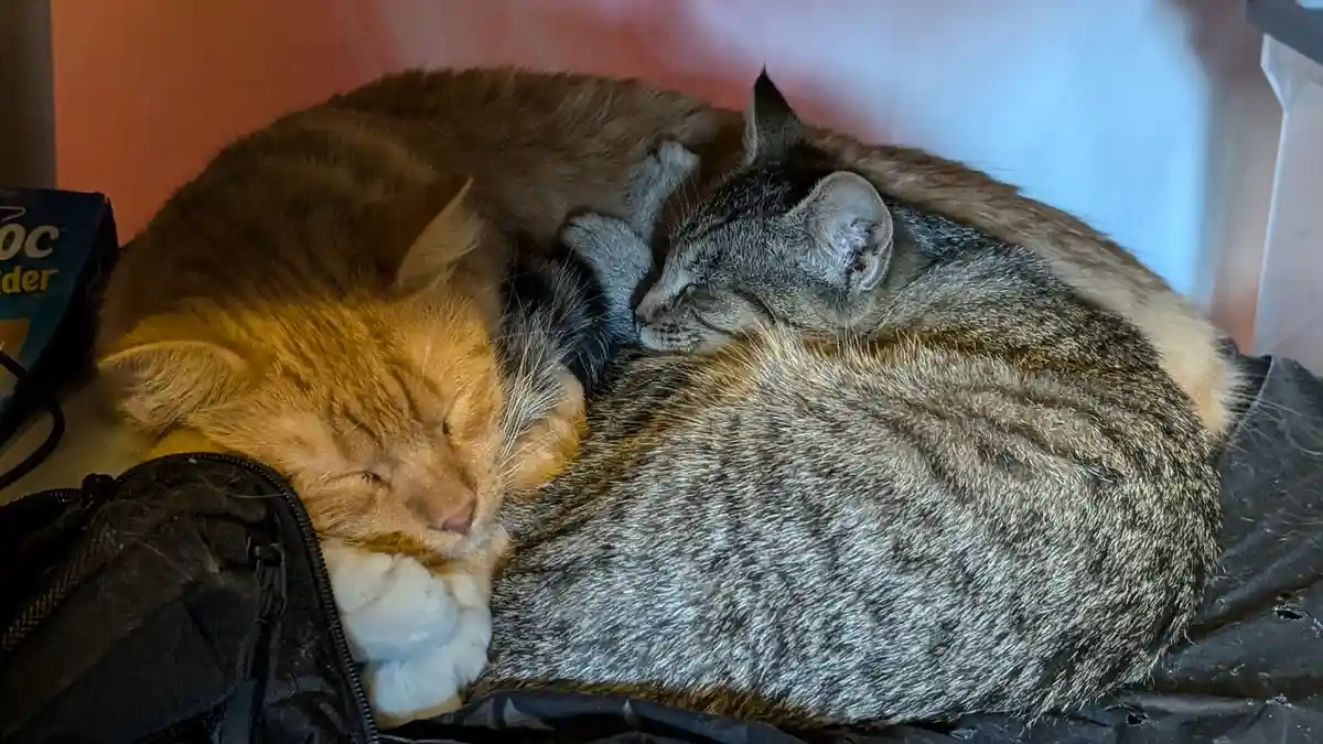 Two cats, one orange and one gray tabby, are curled up sleeping together on a black surface, possibly a bag or blanket. The…