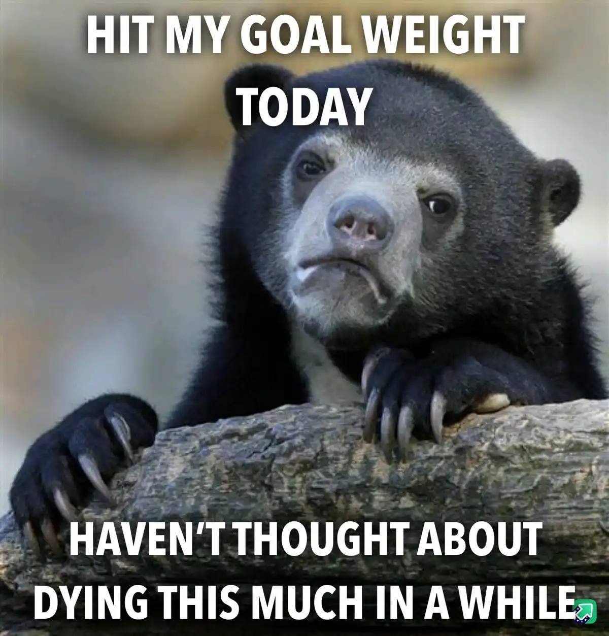 A close-up photo of a sad-looking, dark-furred bear with a downturned mouth, resting its paws on a log. White bold text…