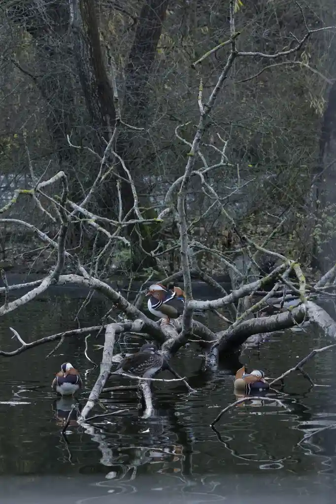 A photograph of several colorful male mandarin ducks and one female duck in a pond with a large, leafless, mossy tree…