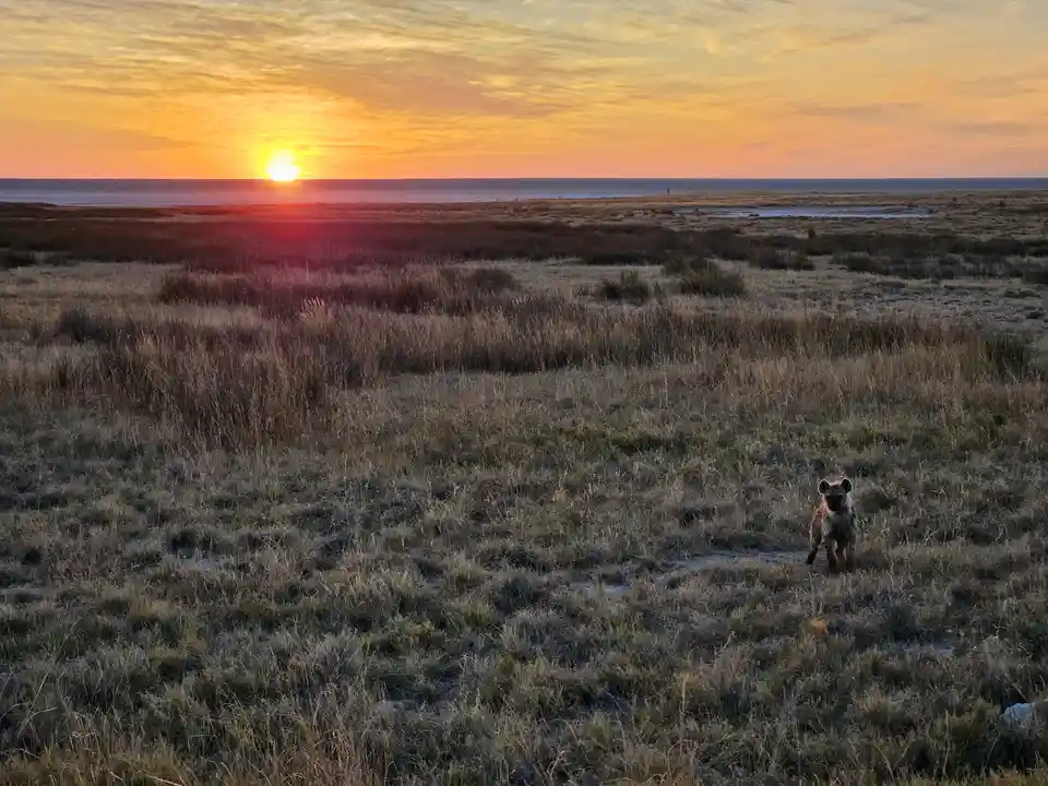 A small hyena stands in a vast, grassy plain at sunset, with the sun low on the horizon casting warm orange and yellow light…