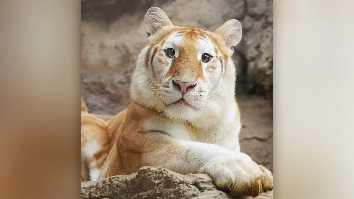 A close-up photo of a golden tiger, a rare orange and white striped feline, lying down and looking directly at the camera…