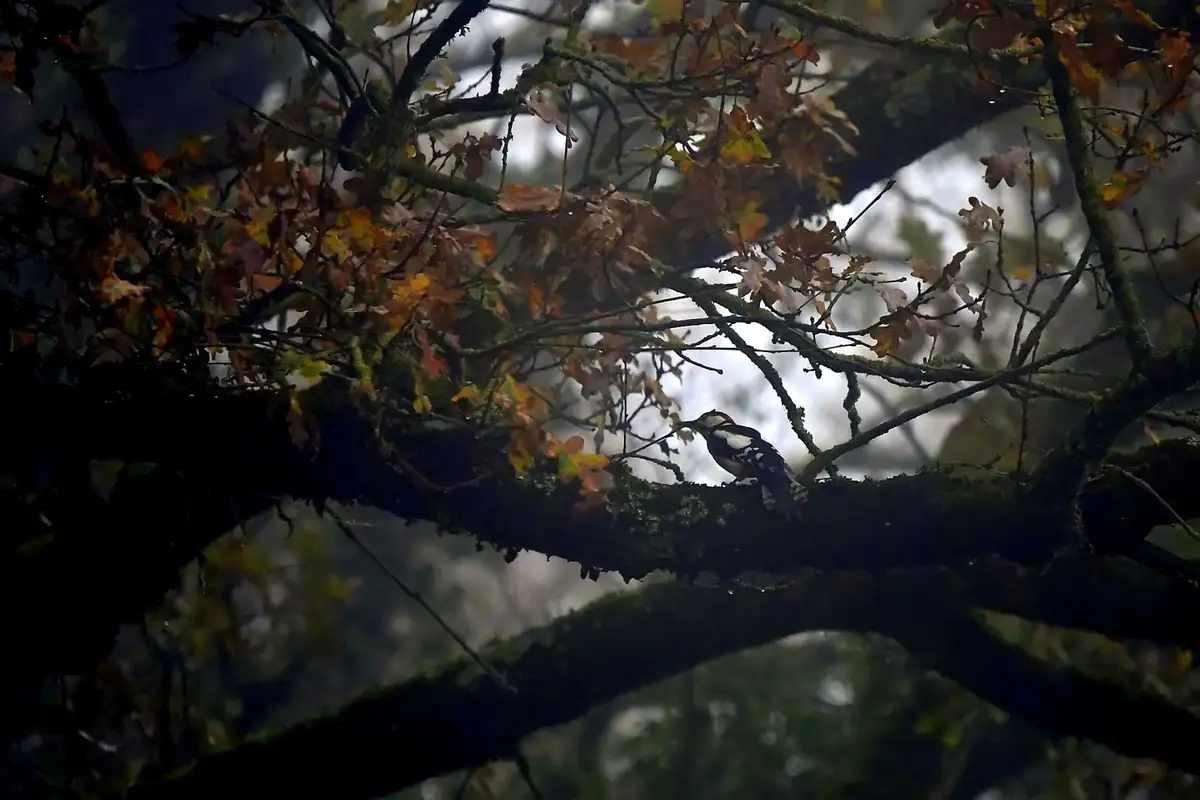 A woodpecker perched on a mossy tree branch amidst autumn leaves, with overlaid text reading 'i'm not a woodpecker, i'm a…
