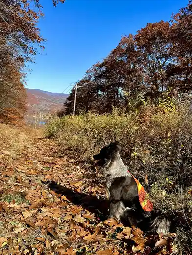 A black and white dog wearing an orange safety vest sits on a leaf-covered trail in autumn, looking toward distant mountains…