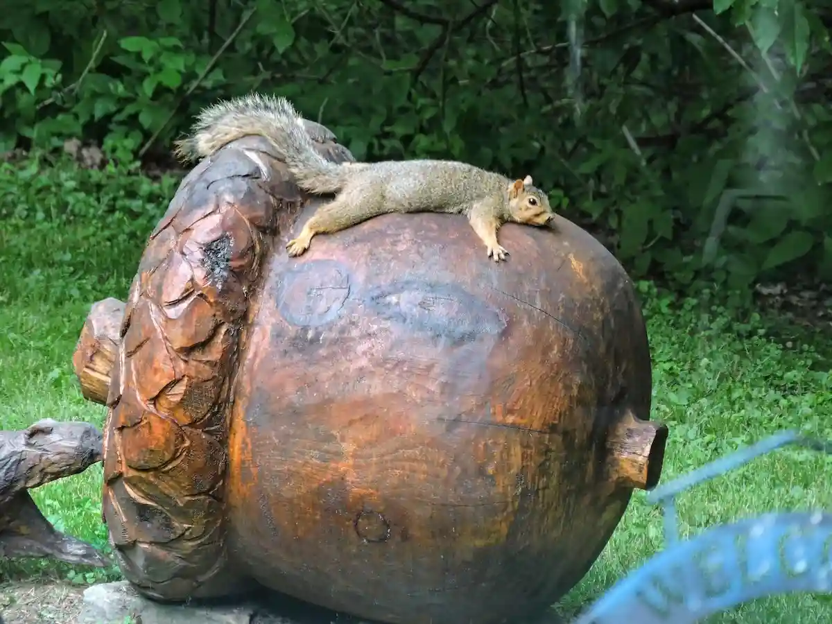 A squirrel is lying stretched out on top of a large wooden sculpture of an acorn, appearing relaxed and contemplative. The…
