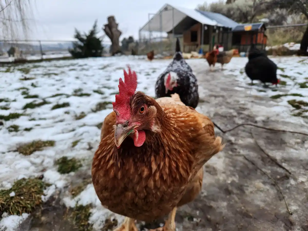 A close-up photo shows a brown chicken with a red comb staring directly at the camera, standing in a snowy yard with other…