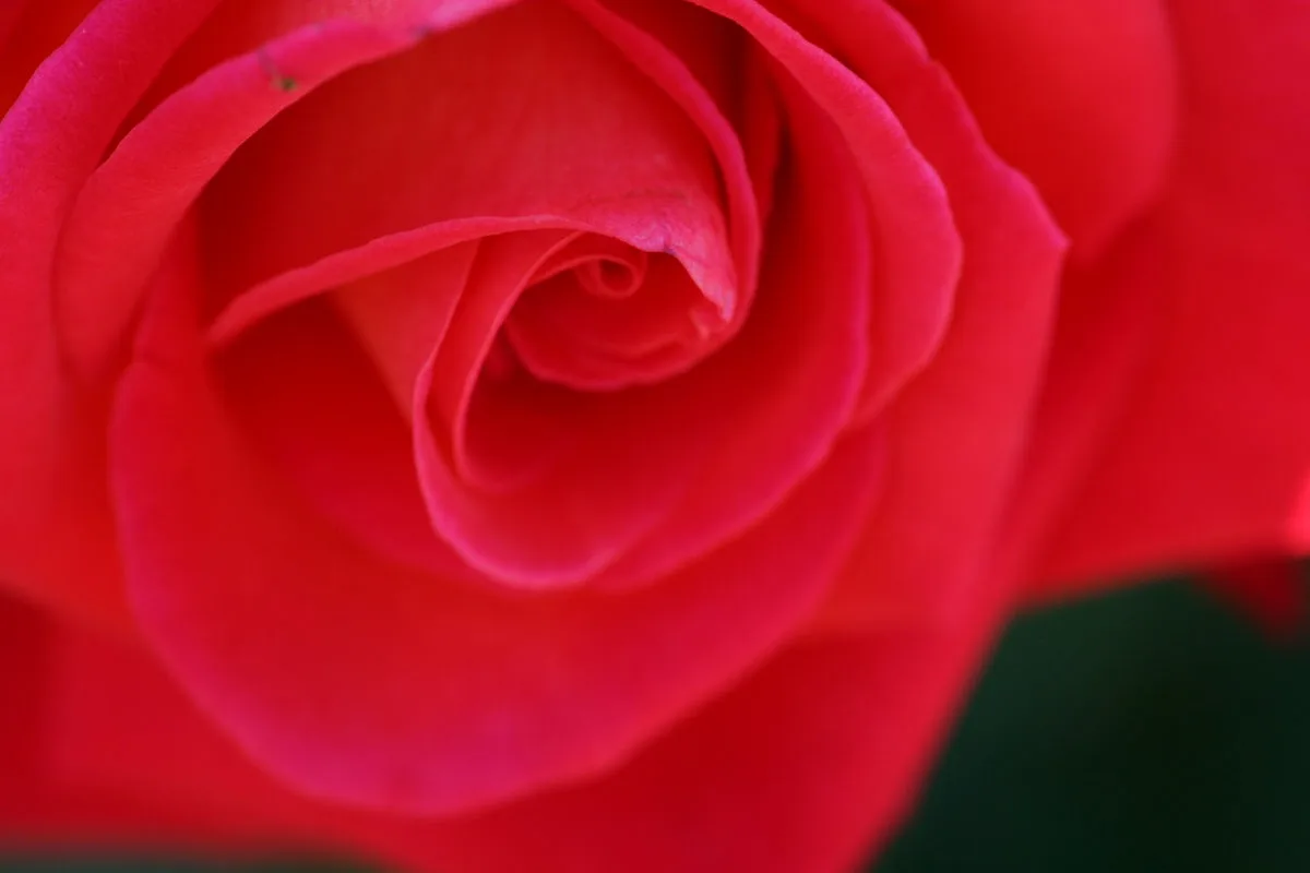 A close-up photograph of a vibrant red rose, showing its tightly curled petals in a spiral pattern, with soft focus on the…