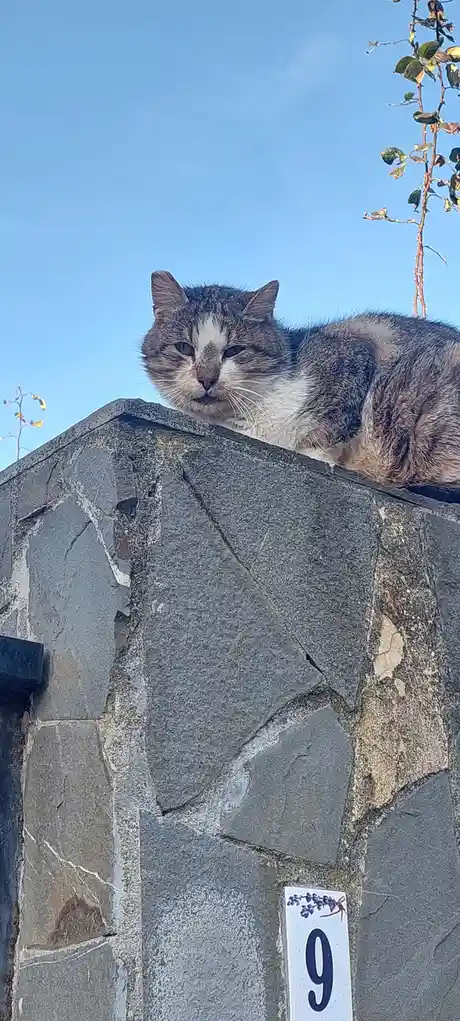 A gray and white tabby cat lounges atop a stone wall under a clear blue sky, looking directly at the camera with a bored…