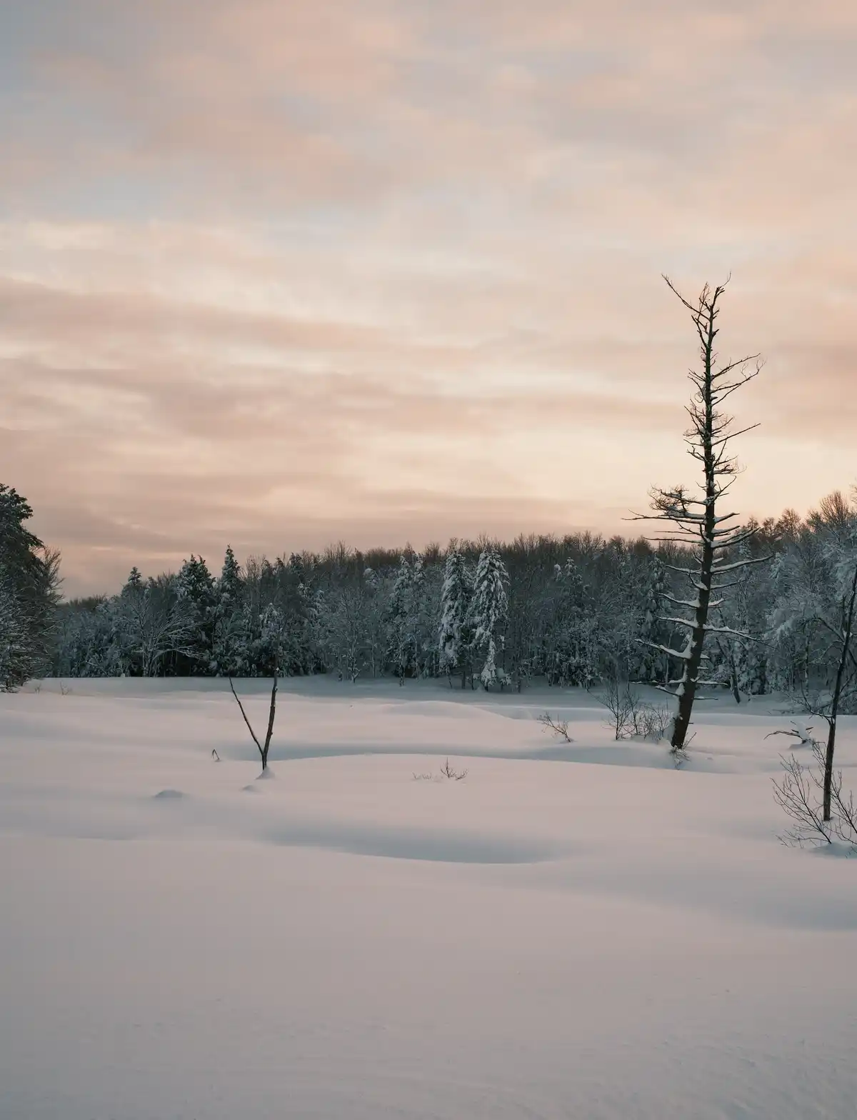 A serene winter landscape shows a snow-covered field with bare trees and a forest in the background under a soft pink and…