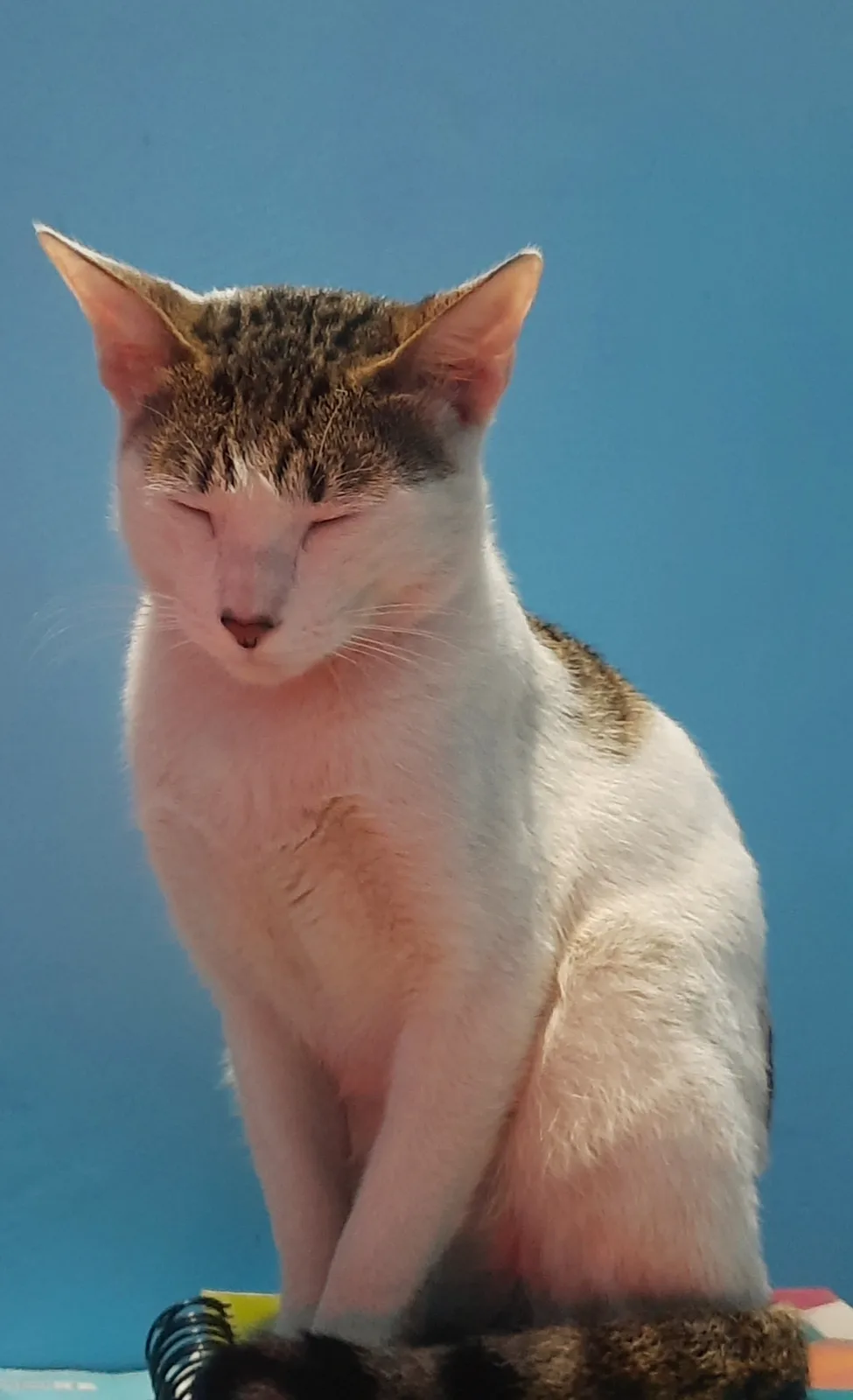 A white and brown tabby cat sits calmly against a solid blue background, eyes closed in a serene expression, with the…