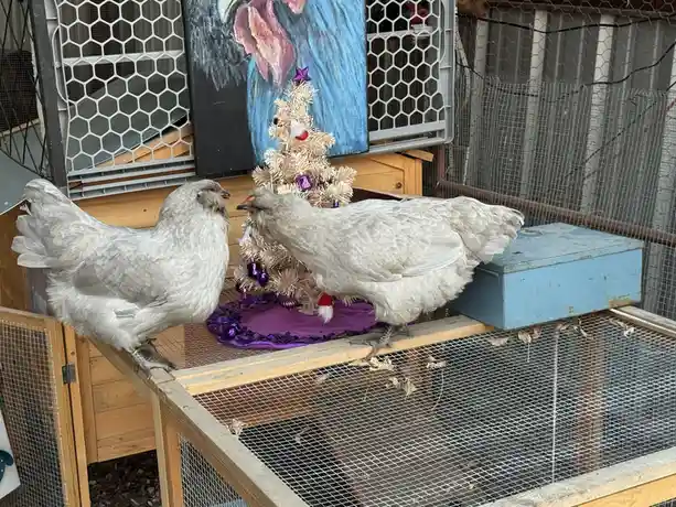 The Ultimate Chicken Check-In