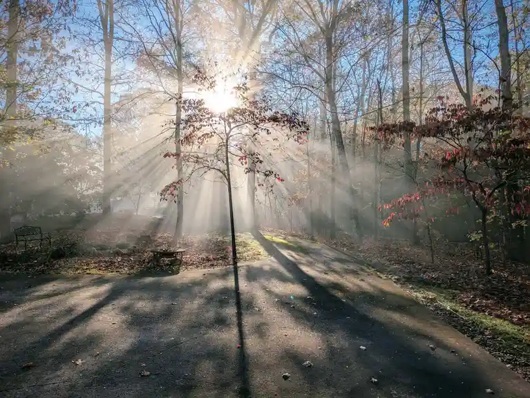 A serene autumn forest scene with sunbeams piercing through misty air and bare trees, casting long shadows on a paved path…
