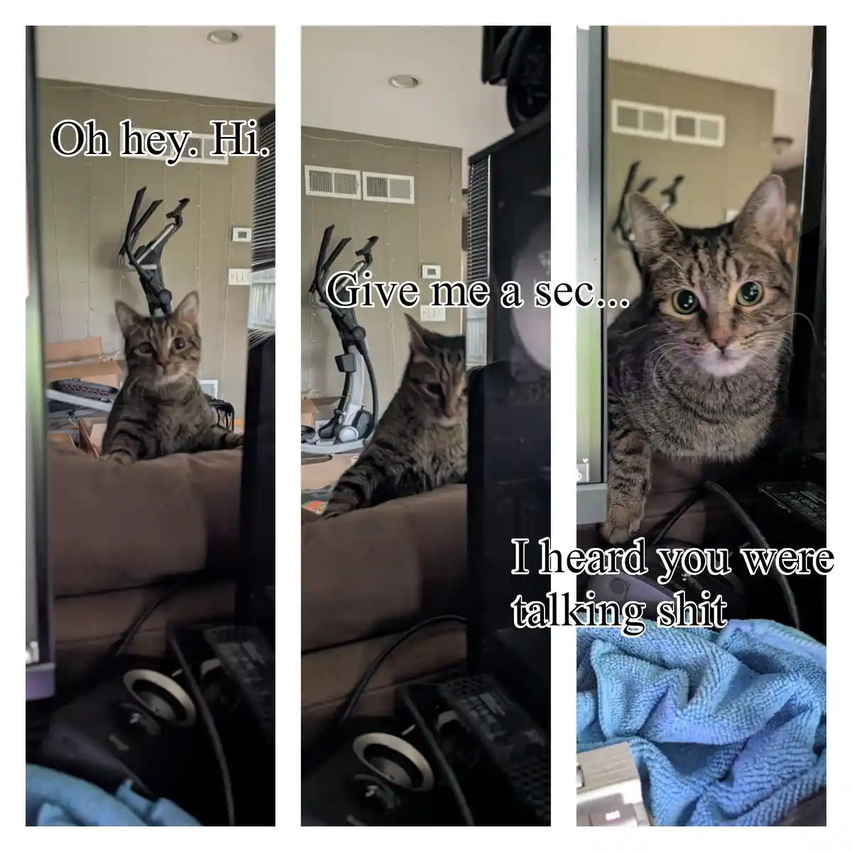 Caturday: A Day of Feline Fun with a Side of Judgment