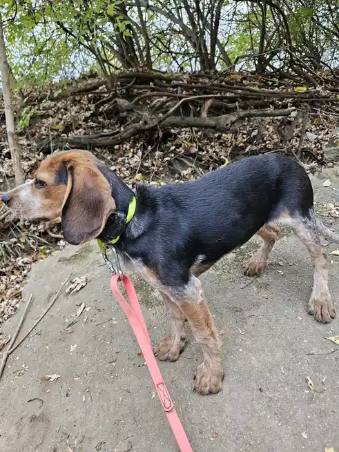 A black and tan beagle dog with long floppy ears stands on a dirt path, wearing a bright green collar with a black device…
