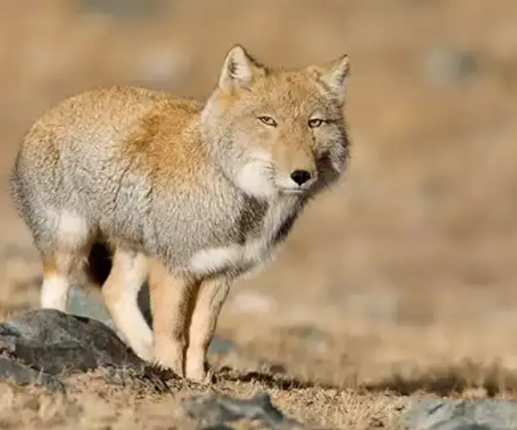 A coyote stands in a dry, rocky landscape, looking directly at the camera with a calm, slightly smug expression. The image…