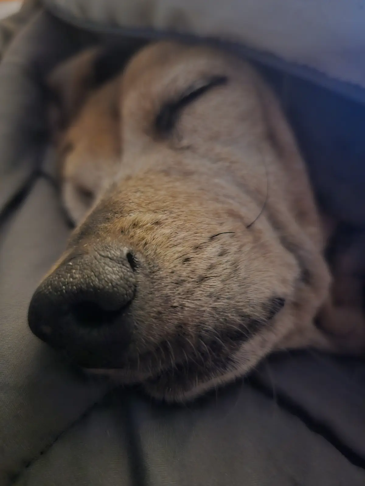 A close-up photo shows a light brown dog sleeping peacefully with its eyes closed, nestled in soft gray fabric. The overlaid…