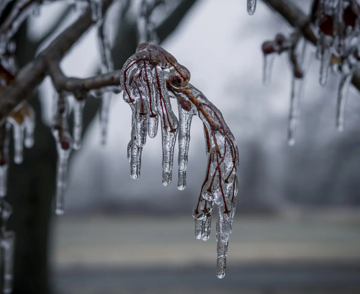 A close-up photograph shows a tree branch covered in thick, clear ice, with the frozen structure resembling a hand or…