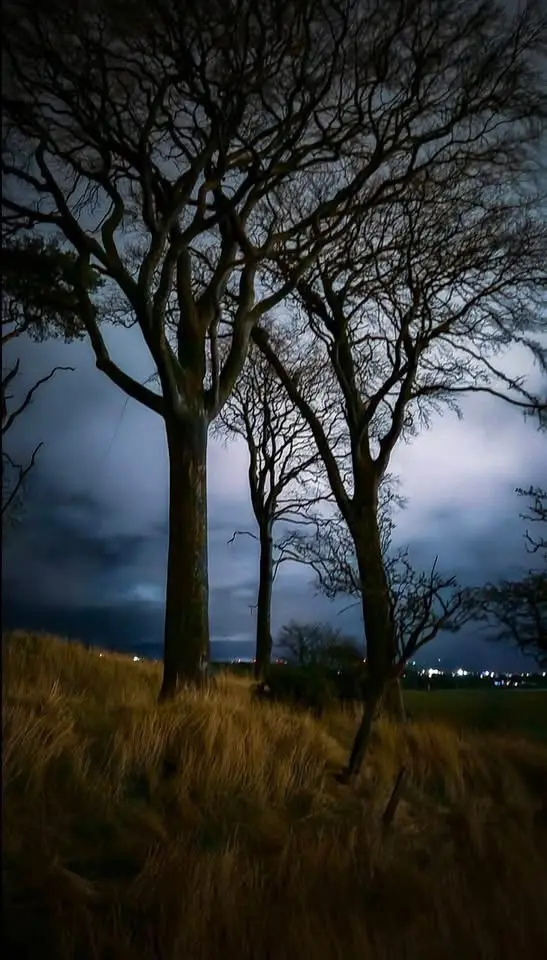 A dark, moody night photograph shows several bare, leafless trees silhouetted against a cloudy sky with distant city lights…