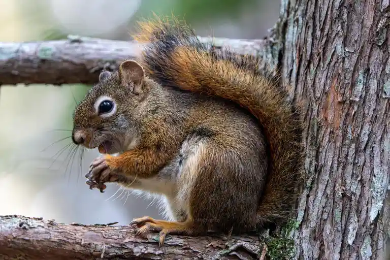 A close-up photograph of a brown squirrel with a bushy tail perched on a tree branch, holding a nut and eating it. The…