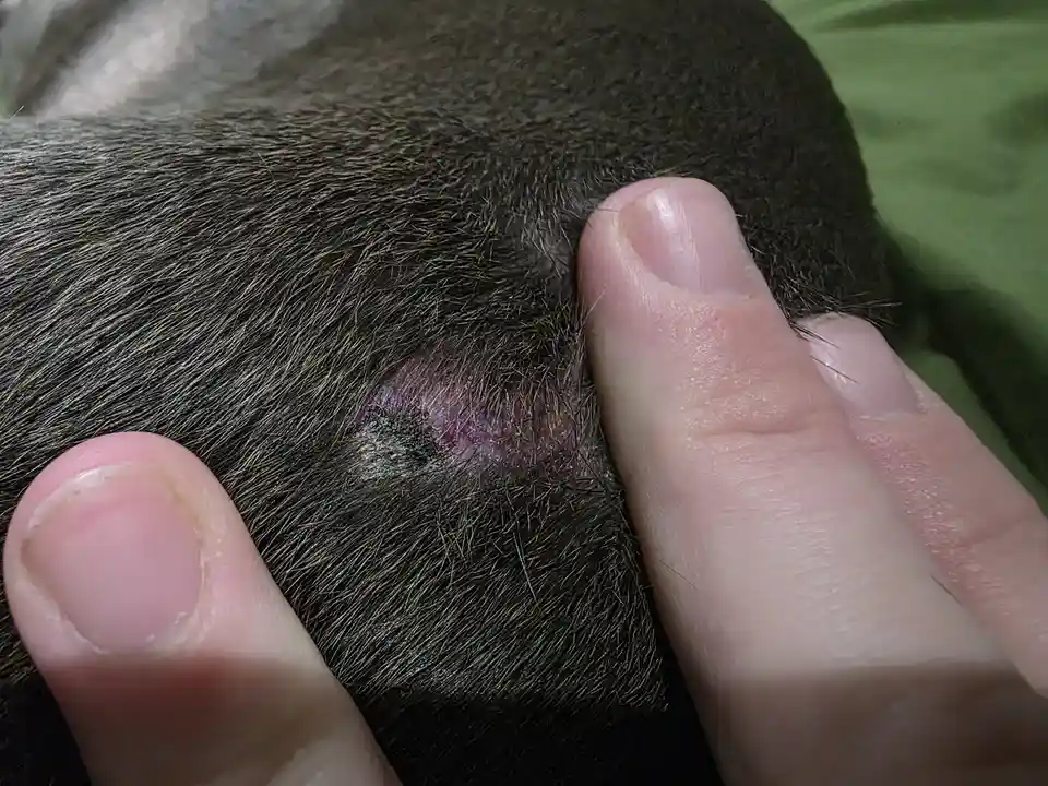 A close-up photo shows a person's fingers parting dark brown fur to reveal a raw, irritated, and slightly oozing wound on an…