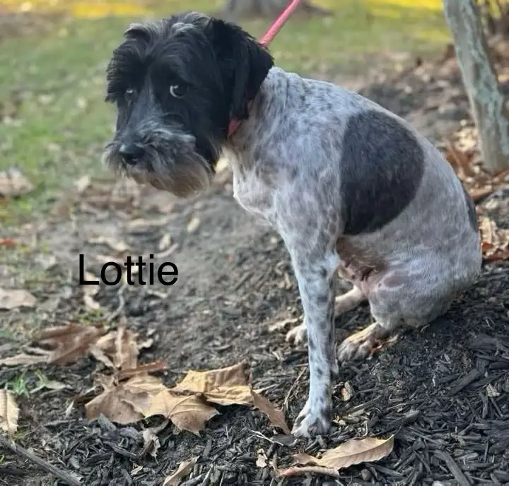 A black and white dog with a scruffy face and a pink leash sits on dark mulch surrounded by fallen leaves. The dog's name…
