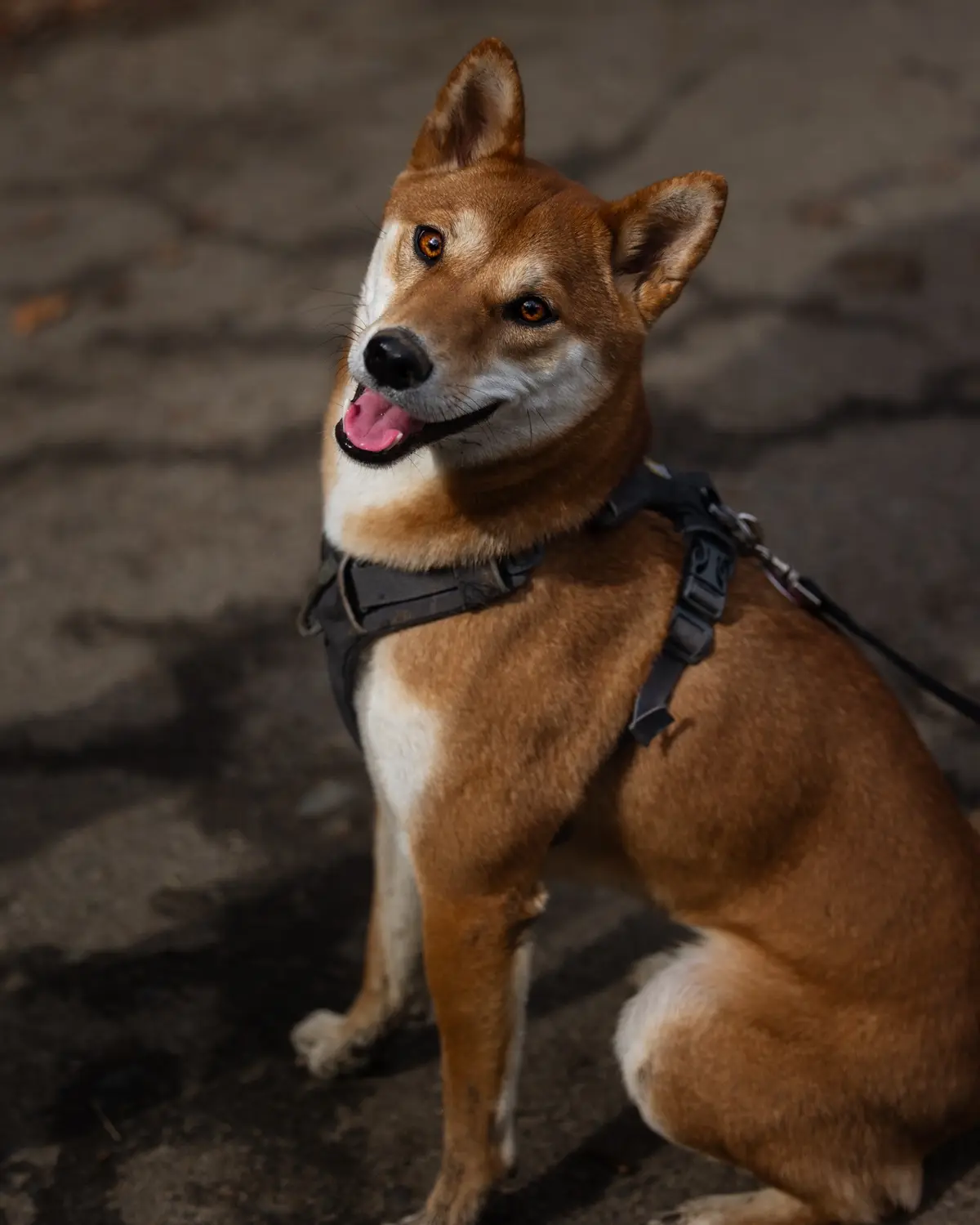A brown and white Shiba Inu dog wearing a black harness and leash sits on a paved surface, looking up with its mouth open…