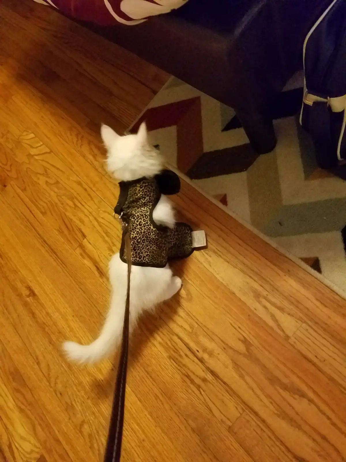 A small white cat wearing a leopard-print harness and leash walks on a wooden floor, viewed from behind. The cat's fluffy…