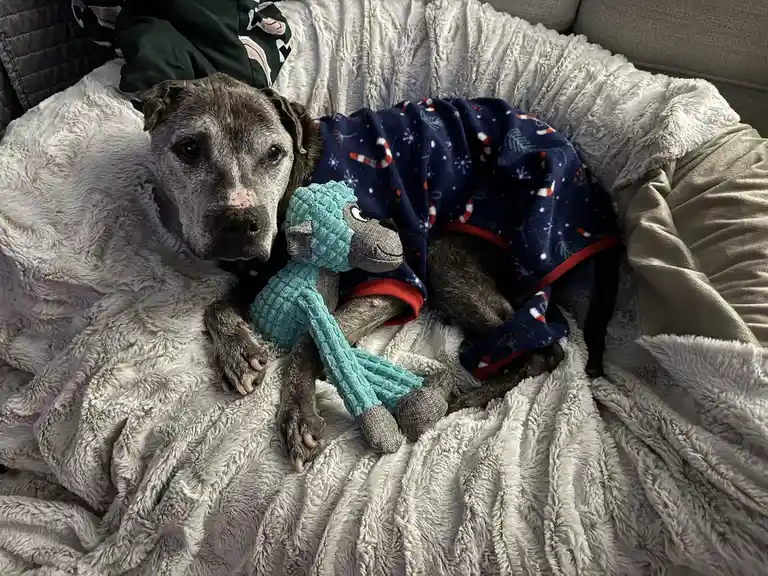 A gray dog with a wrinkled face and sad eyes lies on a fluffy white blanket, wearing a blue holiday-themed pajama top with…