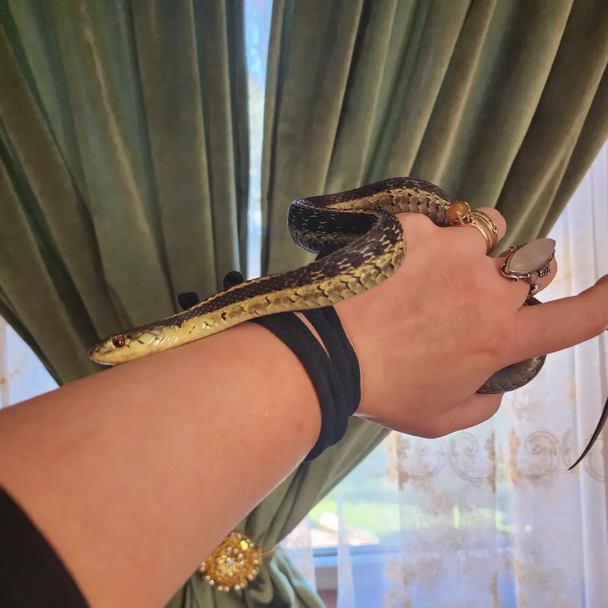 Meet the Enormous Garter Snake!