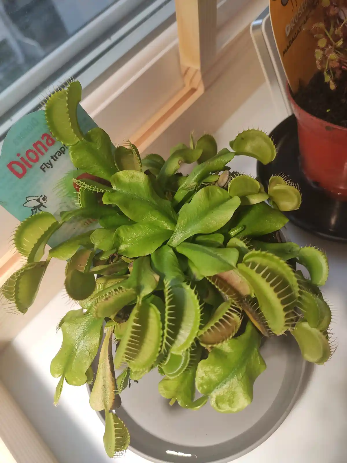 A potted Venus flytrap plant with many green, toothed, open traps sits on a windowsill, its tag reading 'Diona Fly trap!'…