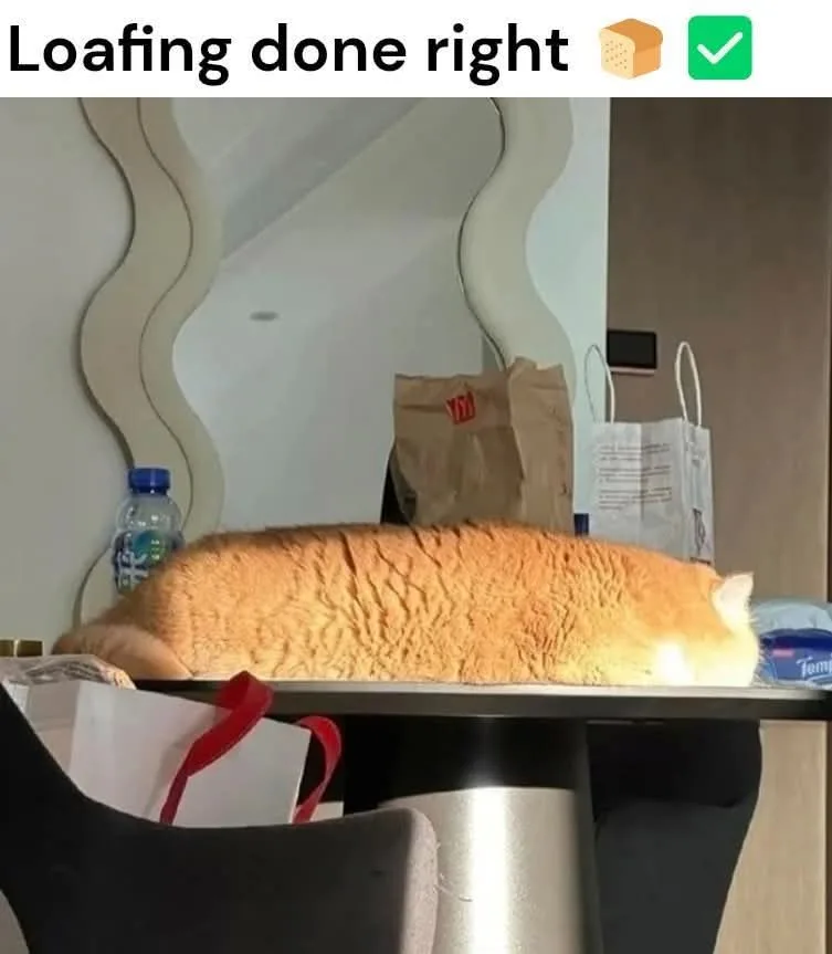 A large orange cat is stretched out and sleeping flat on a dark table, appearing to be a loaf of bread. The text overlay…