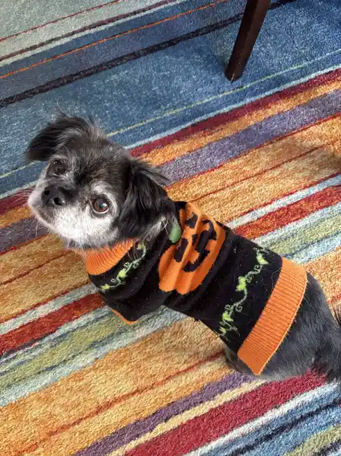 A small black and white dog wearing a black and orange Halloween-themed sweater with a pumpkin design sits on a colorful…