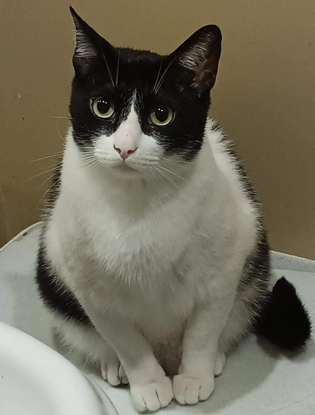 A black-and-white cat with a white chest and face sits upright on a white surface, looking directly at the camera with wide…