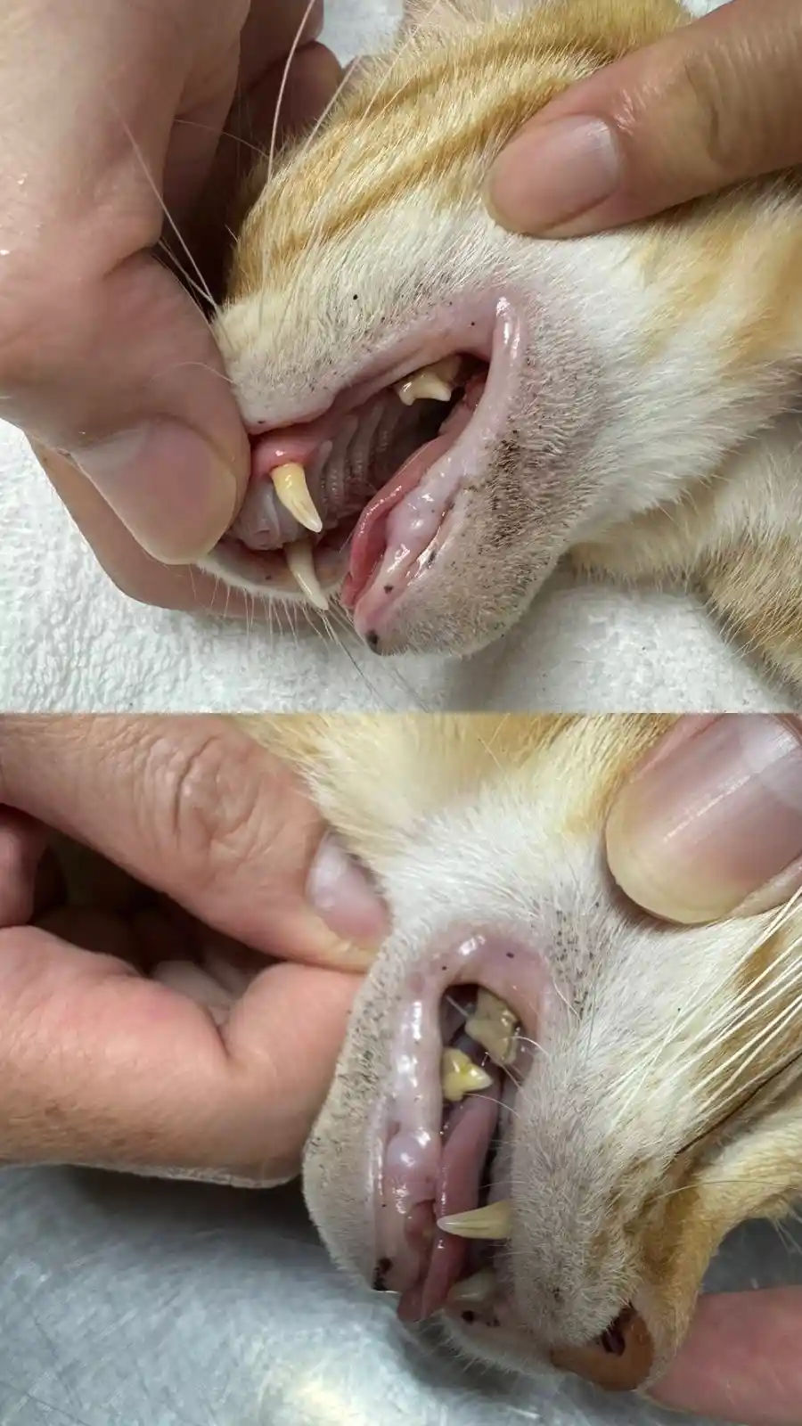 Two close-up photos show a cat's mouth being held open by human hands, revealing dirty teeth and gums in the top image, and…