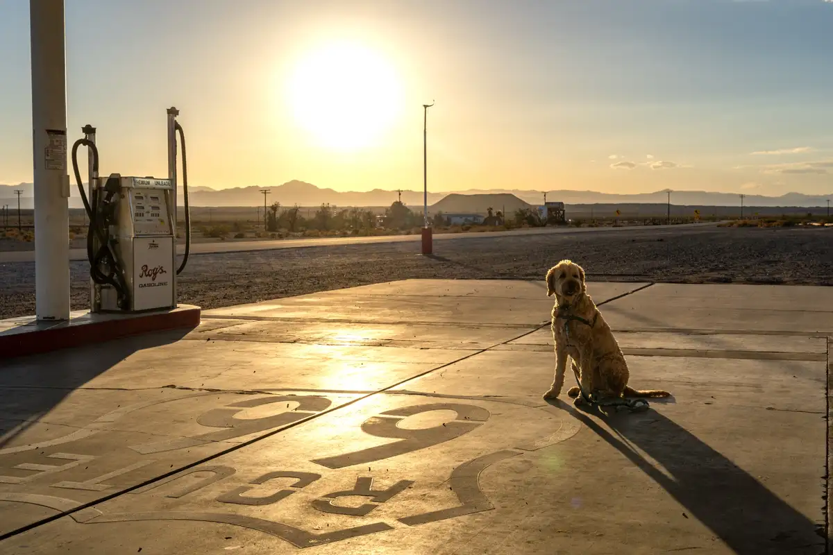 A golden-colored dog sits patiently on a concrete gas station forecourt, bathed in the warm glow of a low sun. The dog is on…