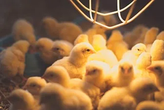 A warm, blurry photo shows a large group of small, fluffy yellow chicks huddled together under a wire cage-style heat lamp…