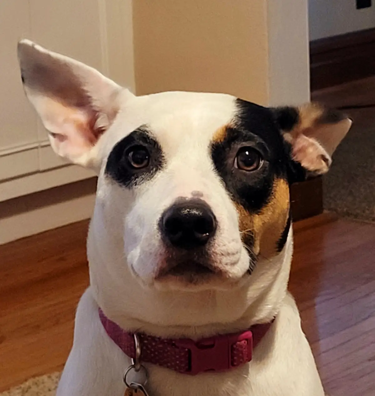 Meet My Adorable Mutt, Tammy