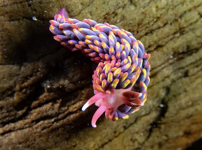 A vibrant, colorful sea slug with purple, pink, and yellow tentacles rests on a textured underwater rock surface. The image…
