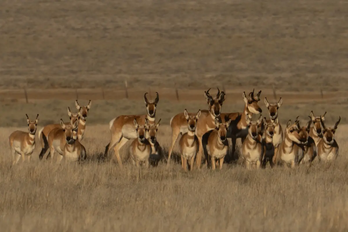 A herd of pronghorn antelope stands in a dry grassland, all facing forward with alert expressions. The overlaid text reads…
