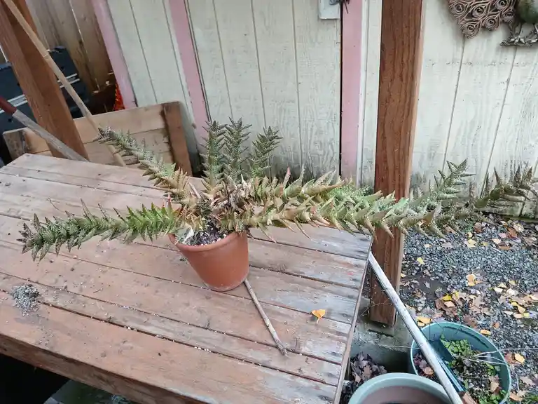 A potted succulent plant with long, spiky, and mostly brownish-green stems is sitting on a weathered wooden table outdoors…