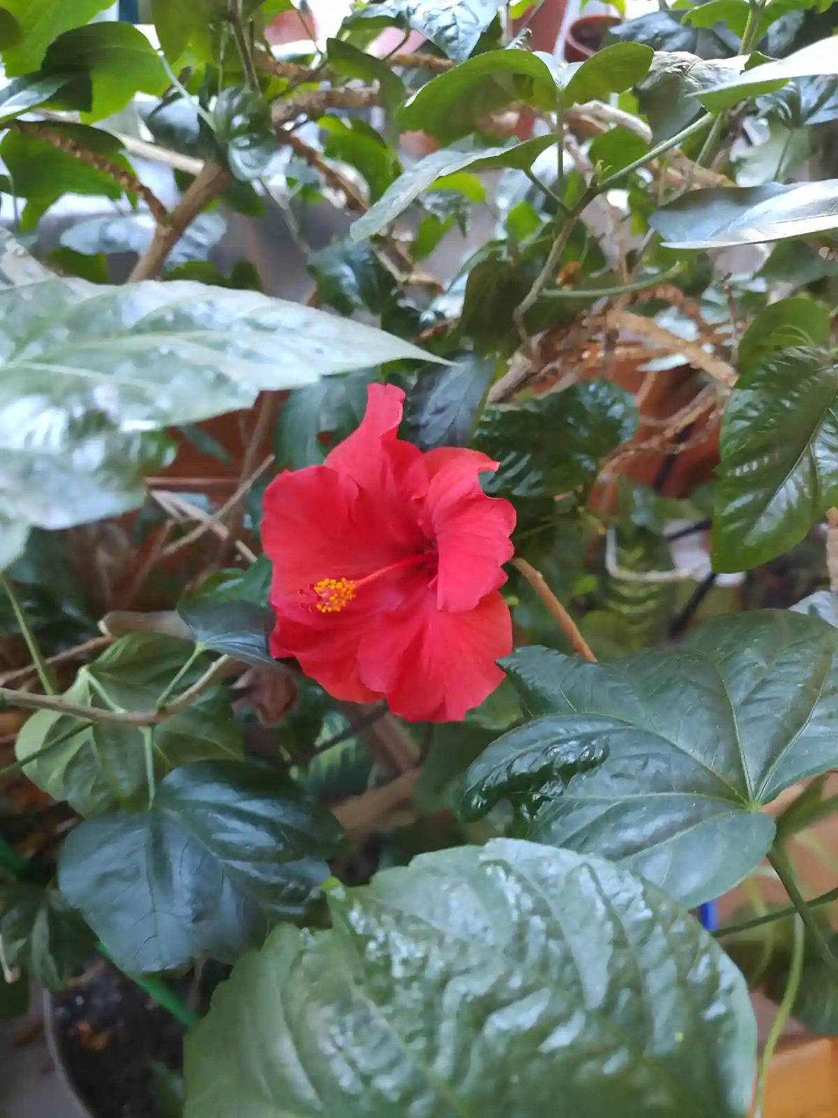 Today's Beautiful Hibiscus Blooms