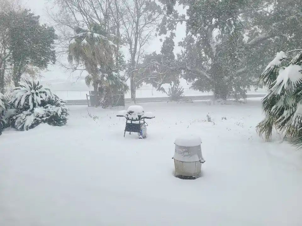 A snowy outdoor scene shows a grill and a trash can covered in snow, surrounded by snow-laden palm trees and other…