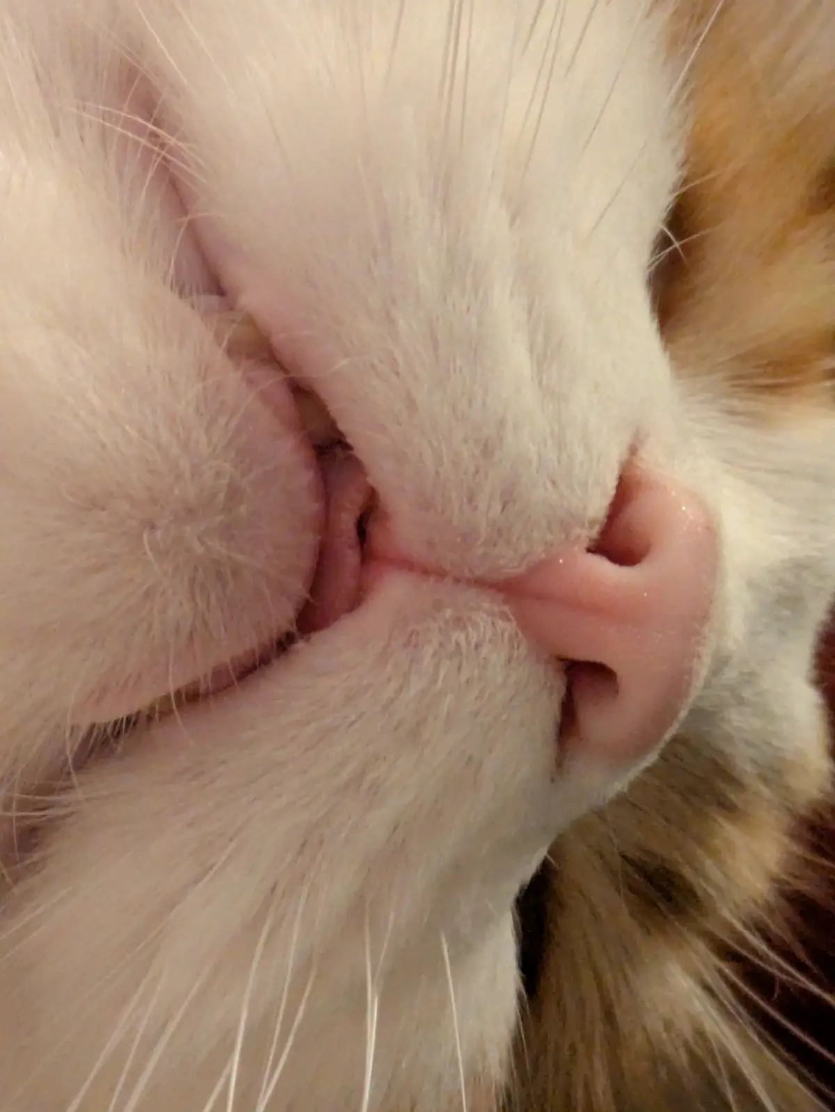 A close-up photo of a cat's face, focusing on its nose and mouth area, which appears to be slightly squished or wrinkled…